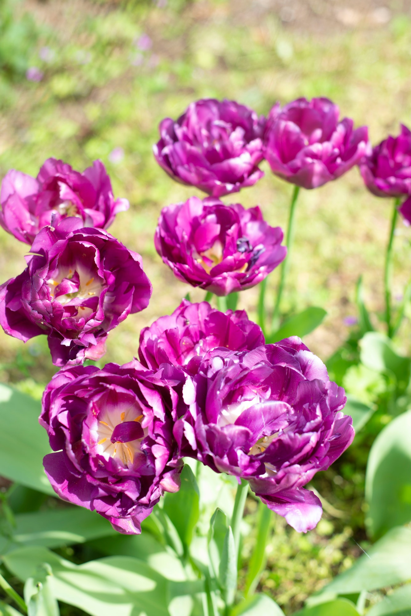 Purple flowers: peonies